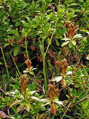 Rhododendron hirsutum