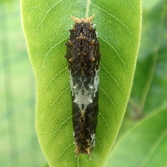 Papilio demodocus demodocus