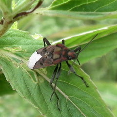 Spilostethus pandurus elegans