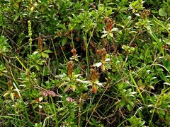 Rhododendron hirsutum