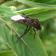 Spilostethus pandurus elegans