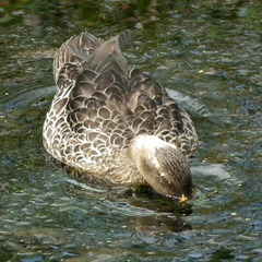 Papilio demodocus demodocus