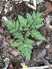 Sceptridium dissectum dissectum