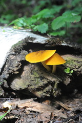 Pluteus leoninus