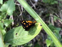 Metisella metis paris