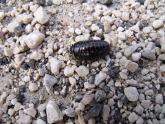 Glomeridae