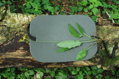 Hieracium sylvularum