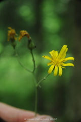 Hieracium sylvularum