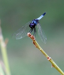 Aethriamanta aethra