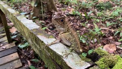 Gonocephalus liogaster