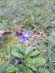 Anchusa