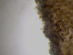 Agaricus devoniensis