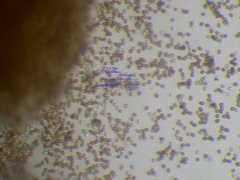 Agaricus devoniensis