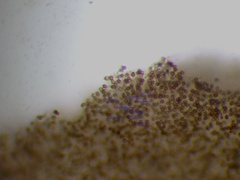 Agaricus devoniensis