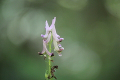 Corydalis scouleri