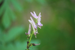 Corydalis scouleri
