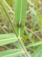 Oxyopes sertatus