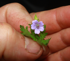 Geranium bicknellii