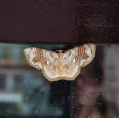 Chalyboclydon flexilinea