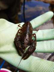 Austropotamobius fulcisianus