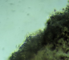 Agaricus devoniensis