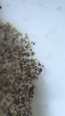 Agaricus devoniensis