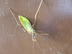 Pterophylla beltrani