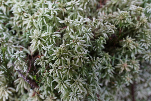 Sphagnum tumidulum image