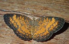 Mazia amazonica