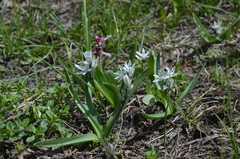 Fessia puschkinioides