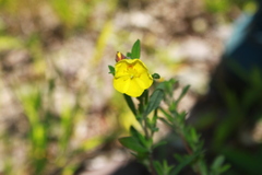 Crocanthemum bicknellii