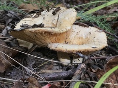Lactarius resimus