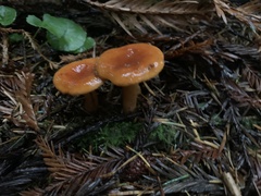 Lactarius luculentus