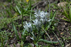 Fessia puschkinioides