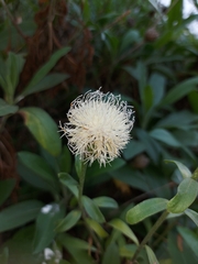 Cheirolophus arbutifolius