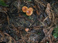 Lactarius luculentus