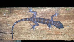 Cyrtodactylus muluensis