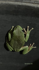 Agalychnis dacnicolor