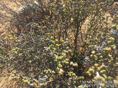 Ruschieae