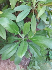 Cheirolophus arbutifolius