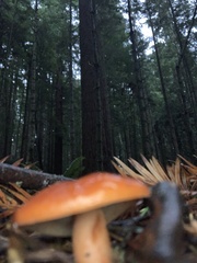 Lactarius luculentus