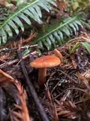 Lactarius luculentus