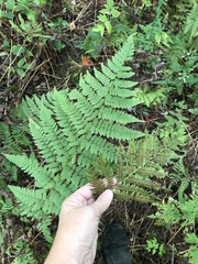 Athyrium