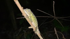 Gonocephalus bornensis