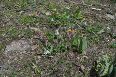 Fessia puschkinioides