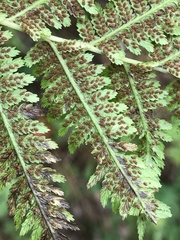 Athyrium