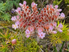 Dilatris corymbosa