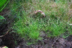 Isolepis fluitans