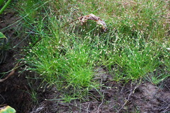 Isolepis fluitans