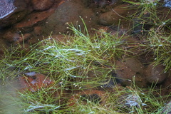 Isolepis fluitans